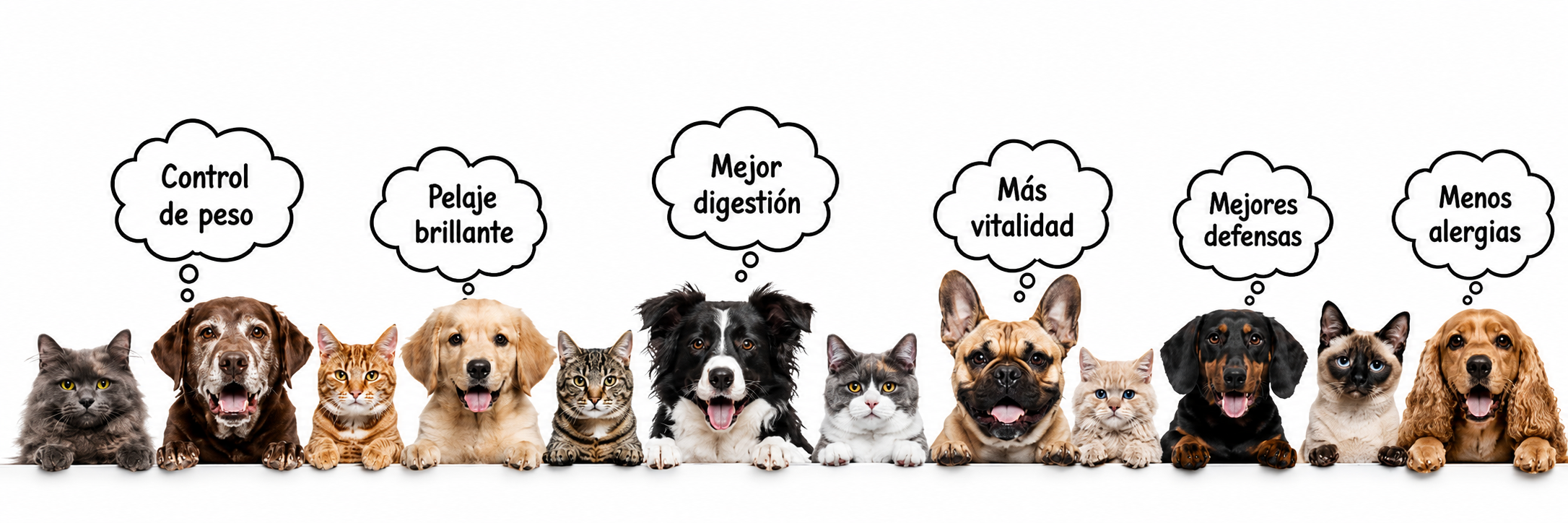 Perros y gatos felices con globos de diálogo: control de peso, pelaje brillante, mejor digestión, más vitalidad, mejores defensas y menos alergias